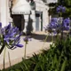 African lily