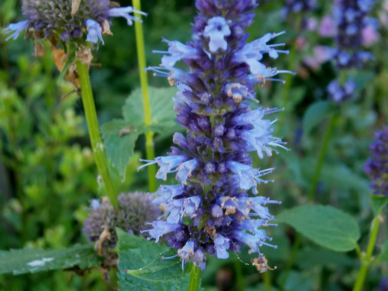 Anise hyssop