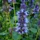 Anise hyssop