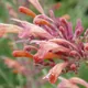 Licorice Mint Hyssop