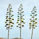 Century plant