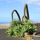 Dragon-Tree Agave