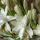 Agave polianthes Thiede & Eggli (2001)