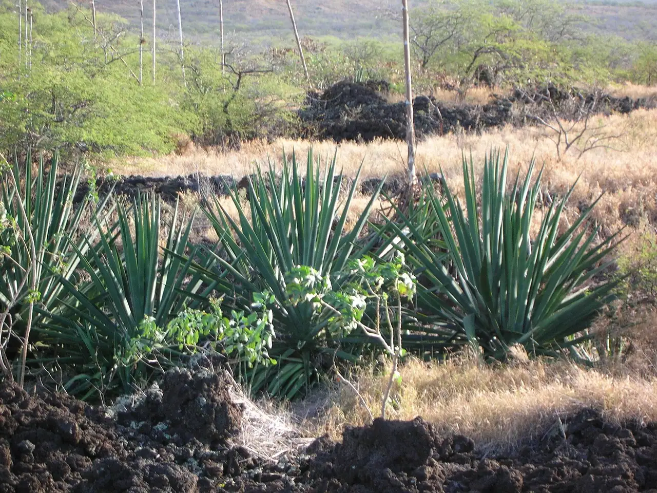 Sisal