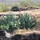 Sisal