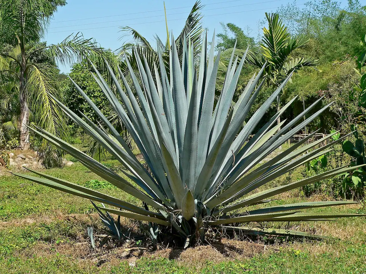 Agave azul