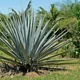 Agave azul