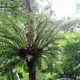 Aglaomorpha coronans