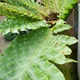 Aglaomorpha heraclea