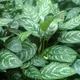 Chinese evergreen