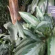 Chinese evergreen