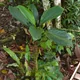 Aglaonema nitidum