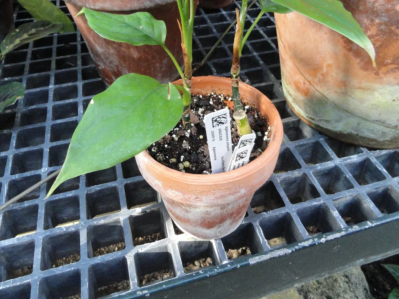 Aglaonema simplex