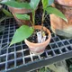 Aglaonema simplex