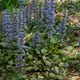 Bugle
