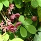 Chocolate vine