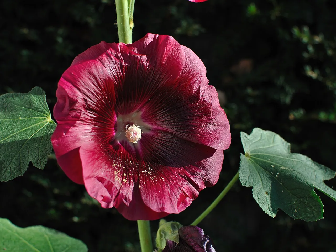 Common hollyhock