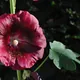 Common hollyhock