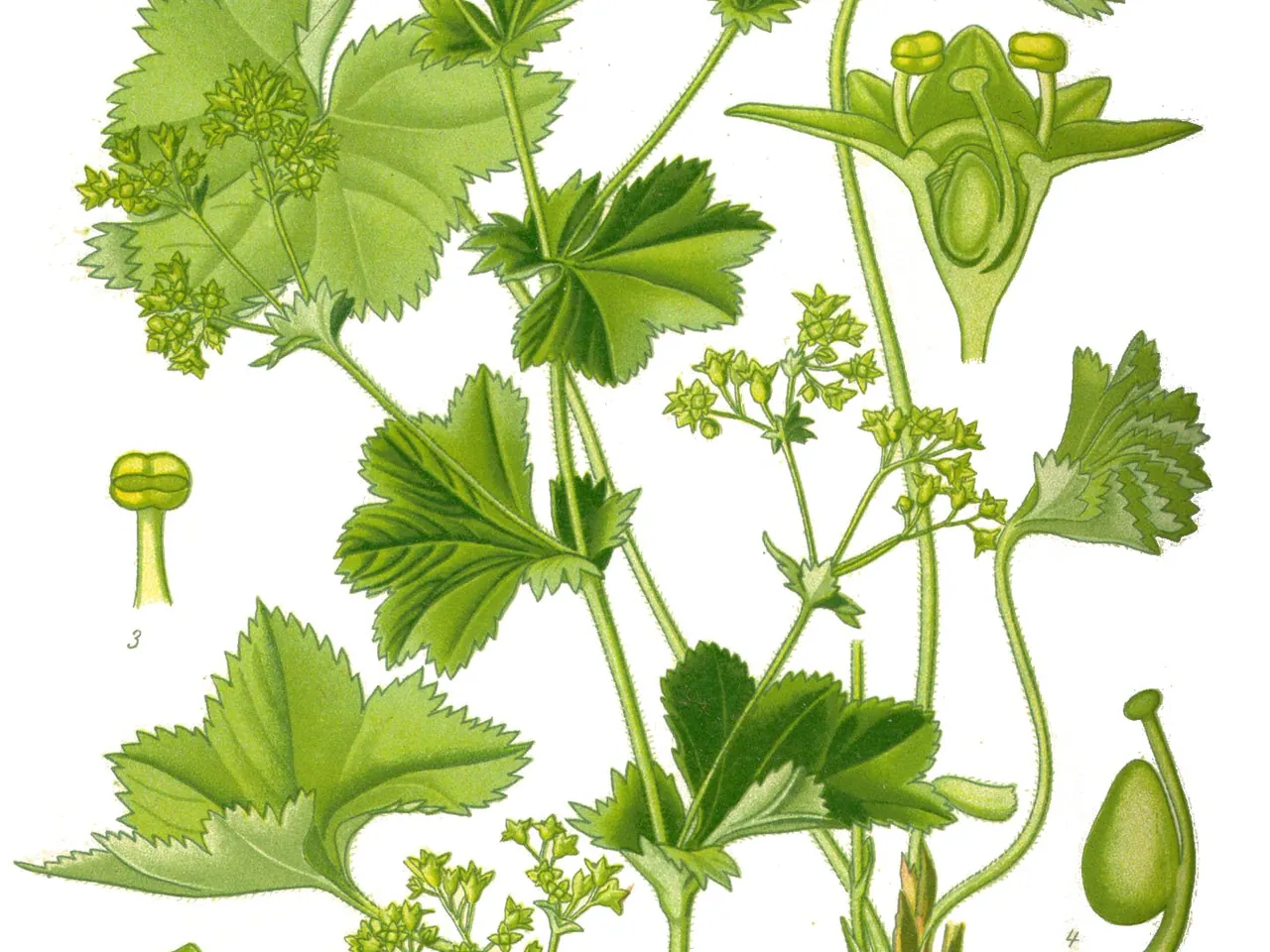 Alchemilla vulgaris