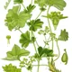 Alchemilla vulgaris