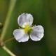 Common water-plantain