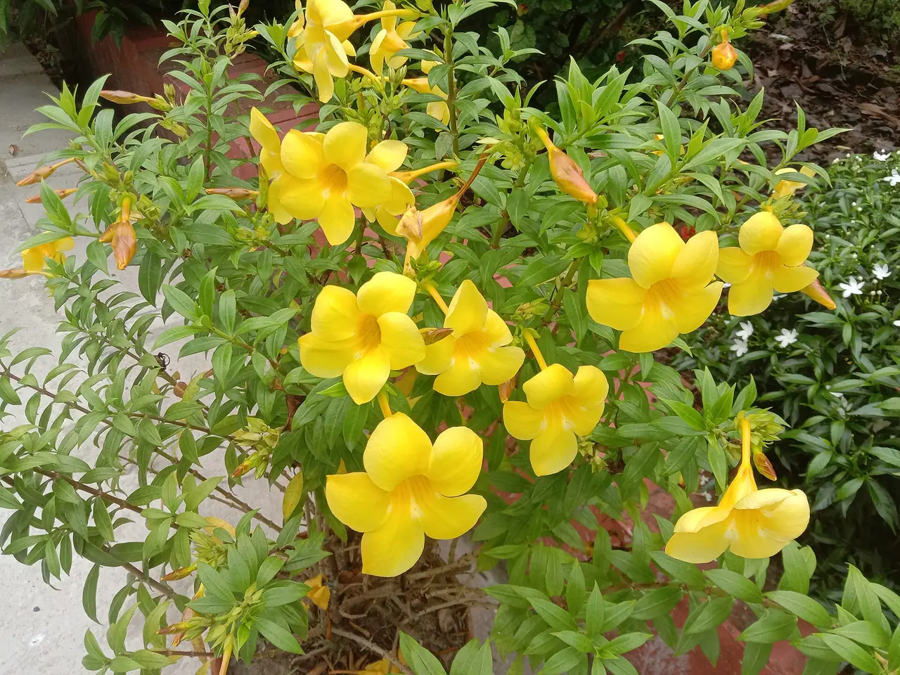 Golden trumpet