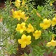 Golden trumpet