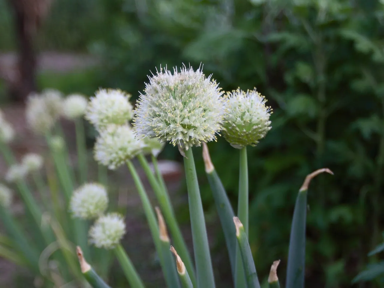 Welsh onion