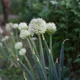 Welsh onion