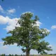 Alder