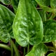 Alocasia cucullata