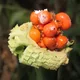 Alocasia fornicata