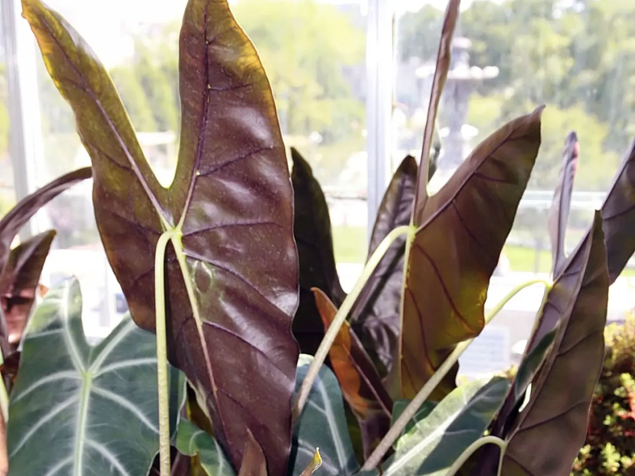 Alocasia longiloba
