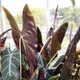 Alocasia longiloba
