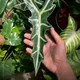 Kris plant