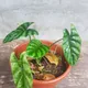 Alocasia quilted dreams