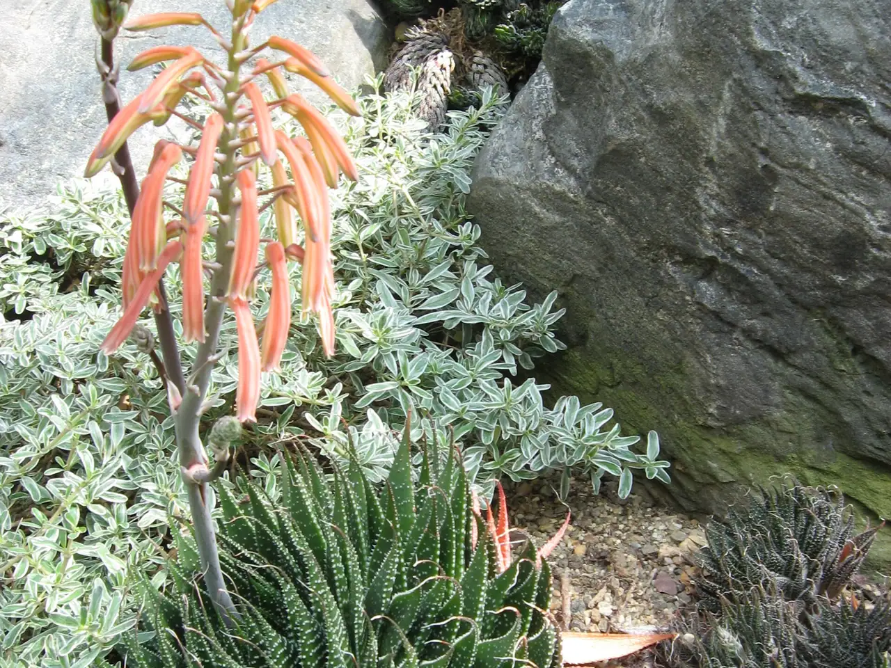 Guinea-fowl Aloe
