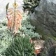 Guinea-fowl Aloe