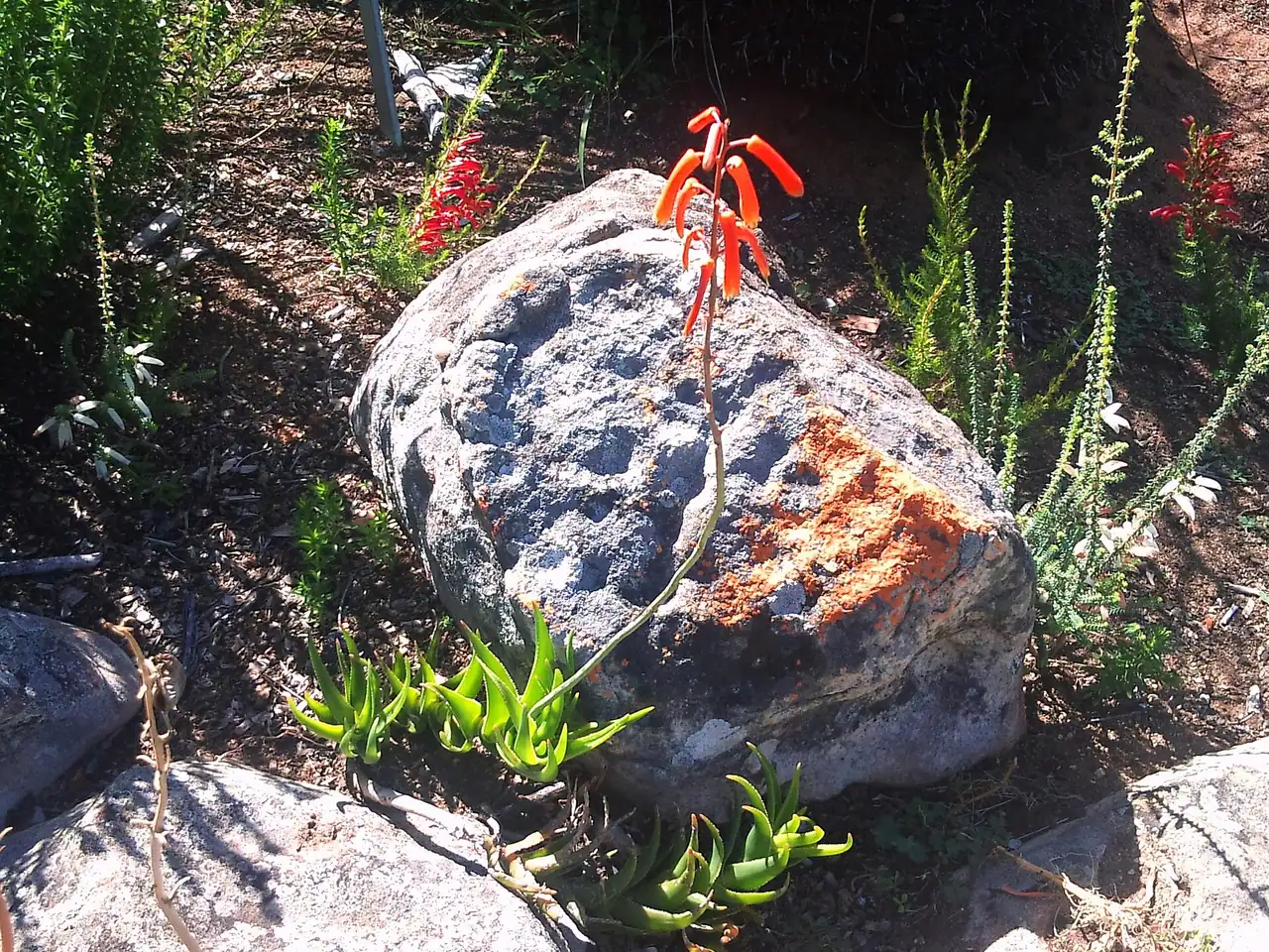 Aloiampelos decumbens