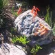 Aloiampelos decumbens