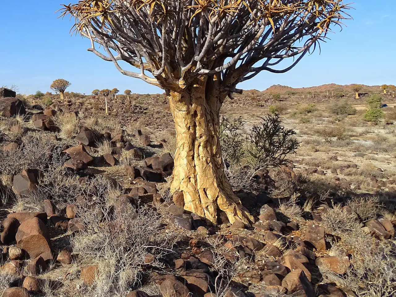 Quiver tree