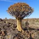 Quiver tree