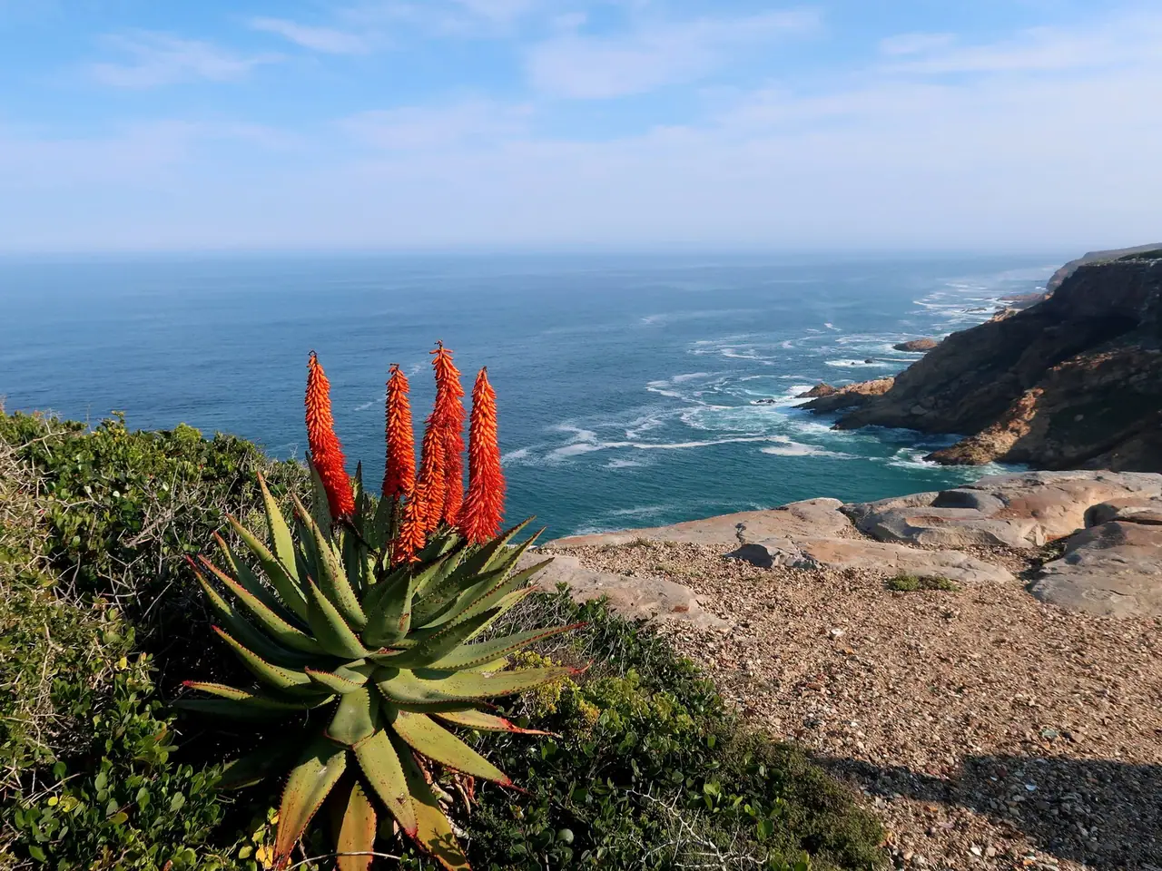 Bitter aloe