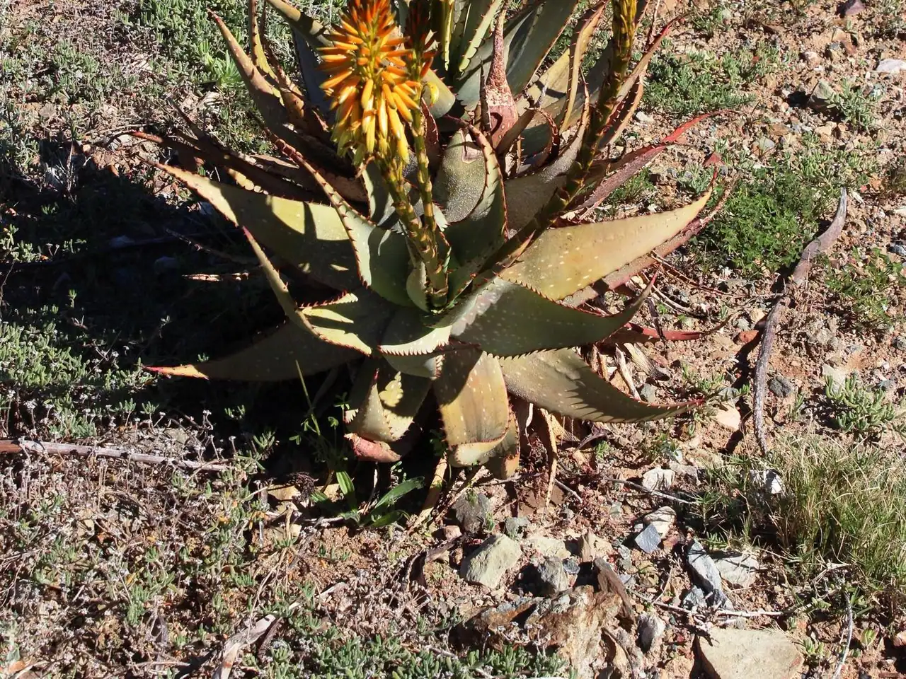 Aloe obscura Mill. (1768)