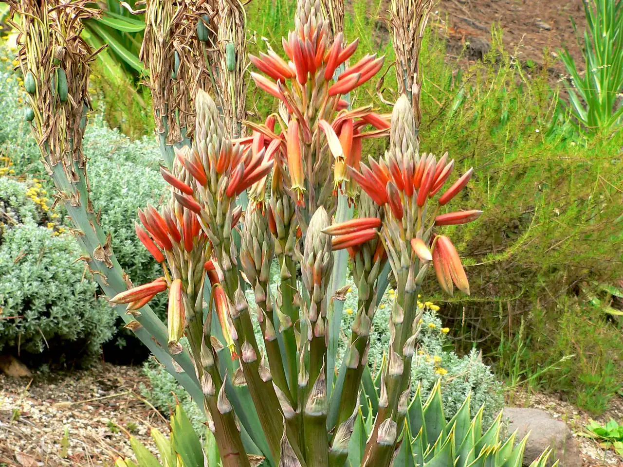 Spiral aloe