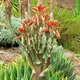 Spiral aloe