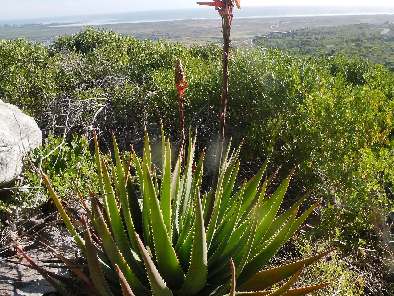 Fynbos aloe