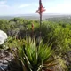 Fynbos aloe