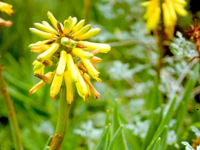 Aloiampelos commixta