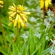 Aloiampelos commixta